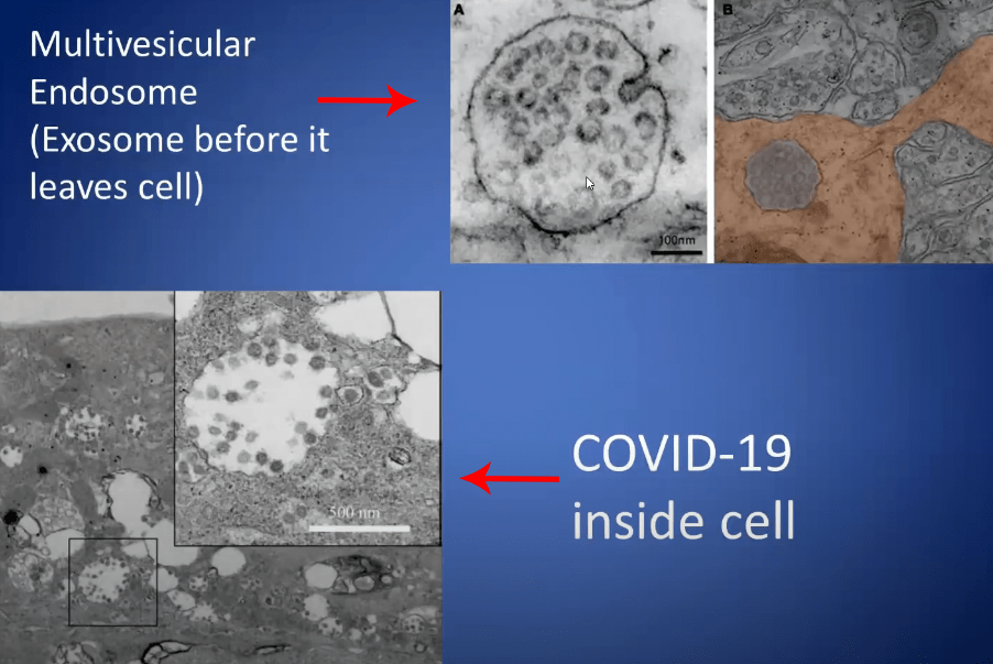 c19-exosome