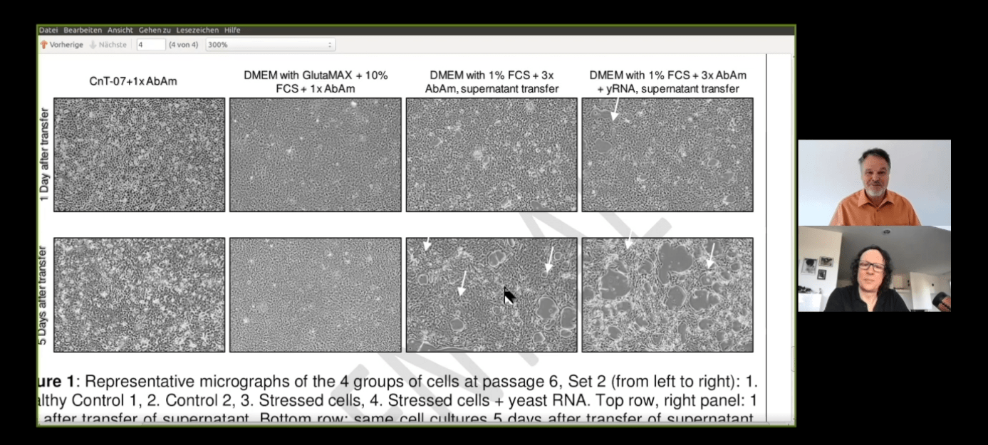 cytopathic effects