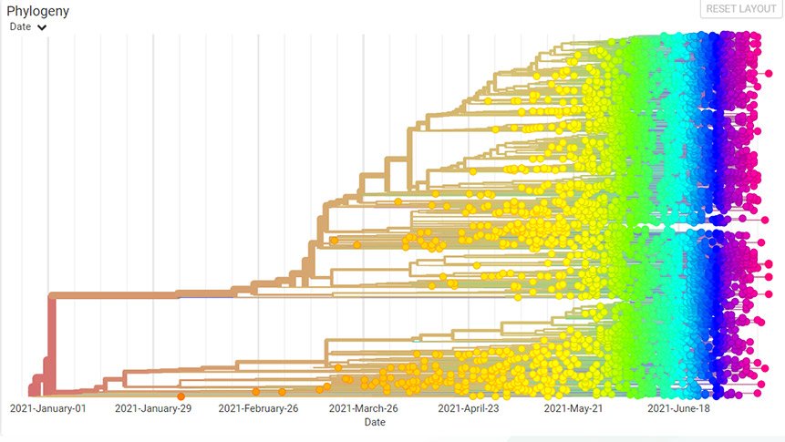 An image from GISAID showing all of the Sars-Cov-2 COVID-19 genome variants