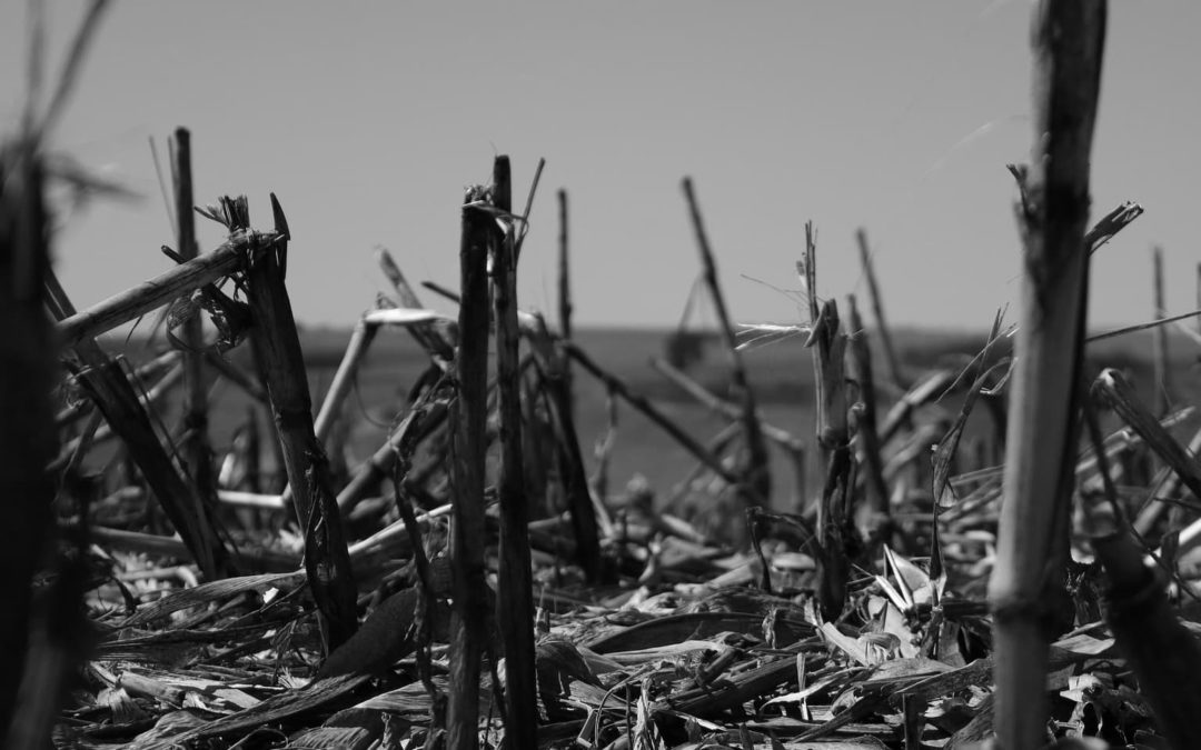 The True Cost of Rockefeller Agriculture and the New Food Agenda