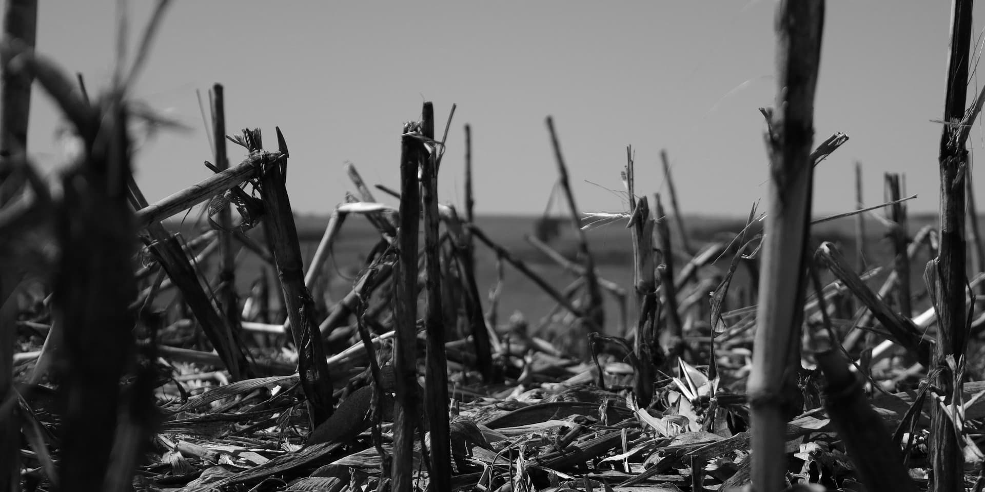 harvested corn