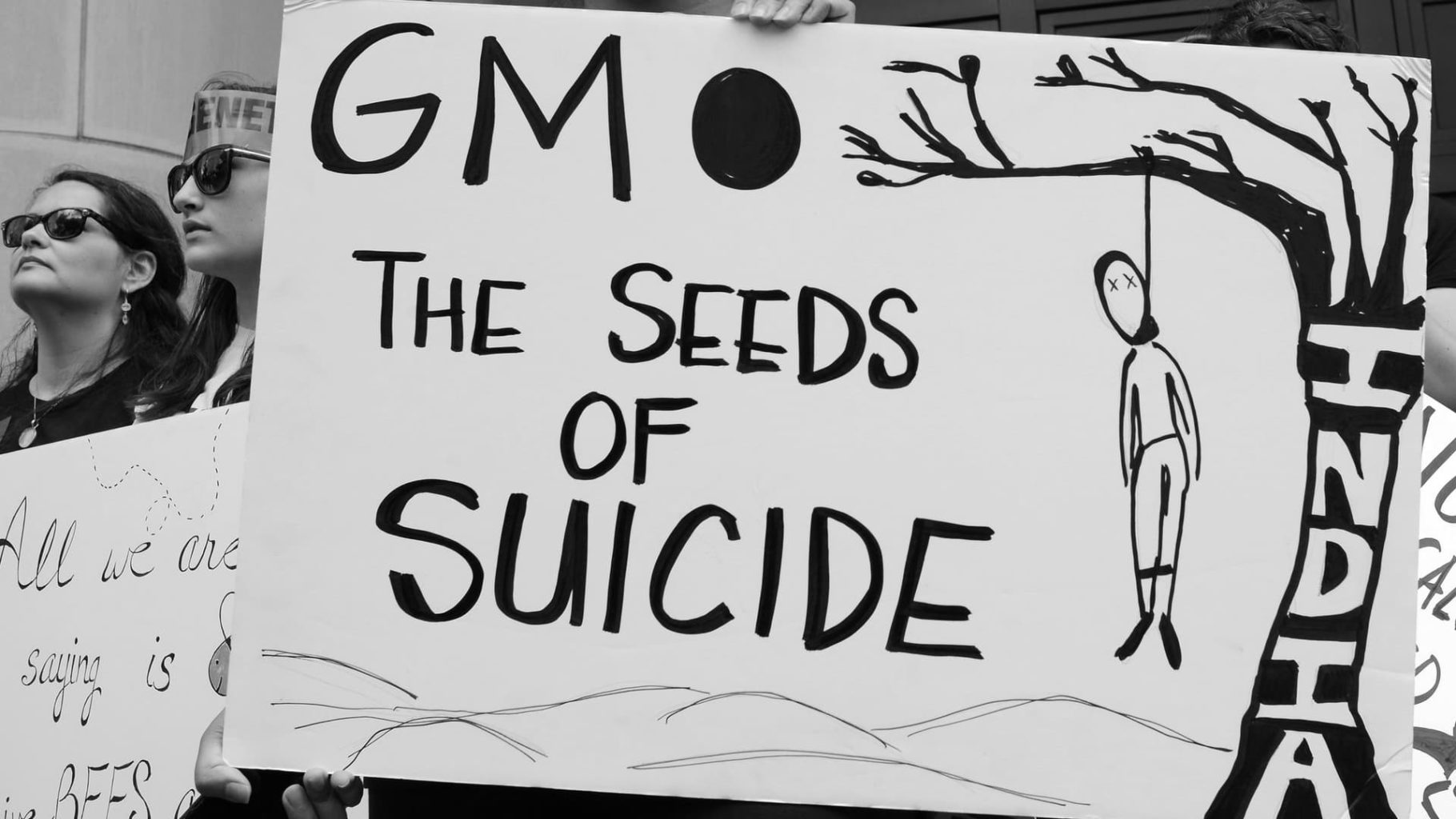 GMO, the seeds of suicide