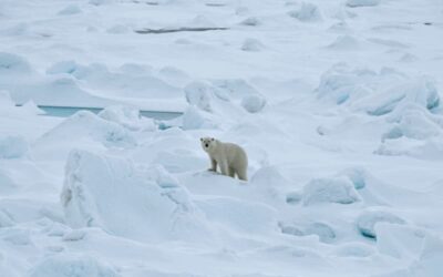 The polar bears are thriving (despite what David Attenborough says!)
