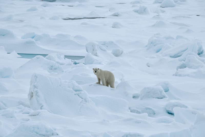 A polar bear on the ice